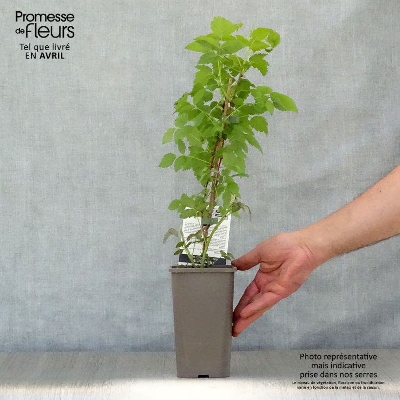 Spécimen de Framboisier Black Jewel - Rubus occidentalis Pot de 1,5L tel que livré au printemps