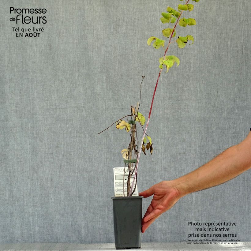 Spécimen de Framboisier Black Jewel (non remontant) Bio Pot de 1,5L/2L, Touffe tel que livré en été