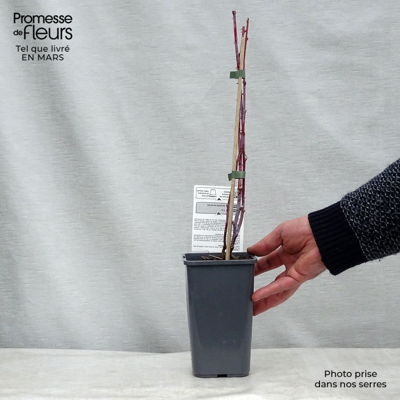Spécimen de Framboisier Black Jewel (non remontant) Bio Pot de 1,5L tel que livré au printemps