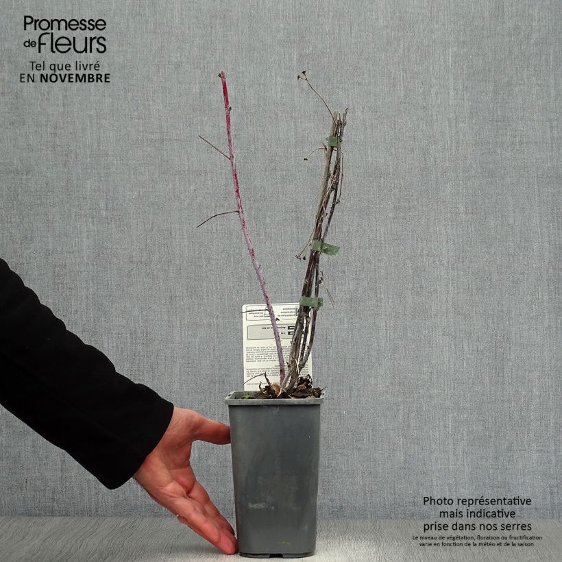 Spécimen de Framboisier Black Jewel (non remontant) Bio Pot de 1,5L/2L, Touffe tel que livré en automne