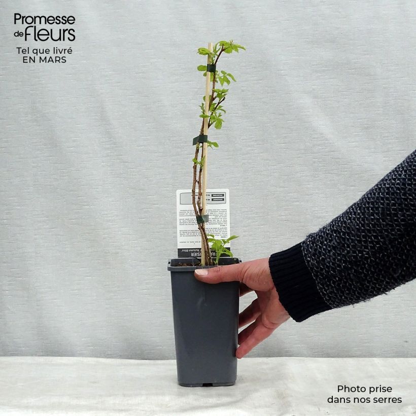 Spécimen de Framboisier Blissy ou Autumn Bliss (remontant) Bio Pot de 1,5L tel que livré au printemps