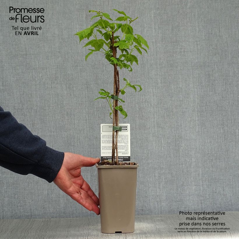 Spécimen de Framboisier remontant Blissy ou Autumn Bliss - Rubus ideaus Pot de 1,5L/2L, TouffeHauteur livrée env. 30/40cm tel que livré au printemps