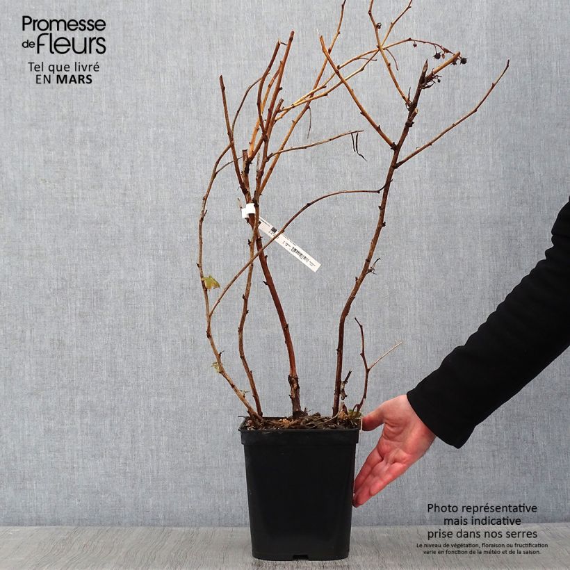 Spécimen de Framboisier remontant Blissy ou Autumn Bliss - Rubus ideaus tel que livré en hiver