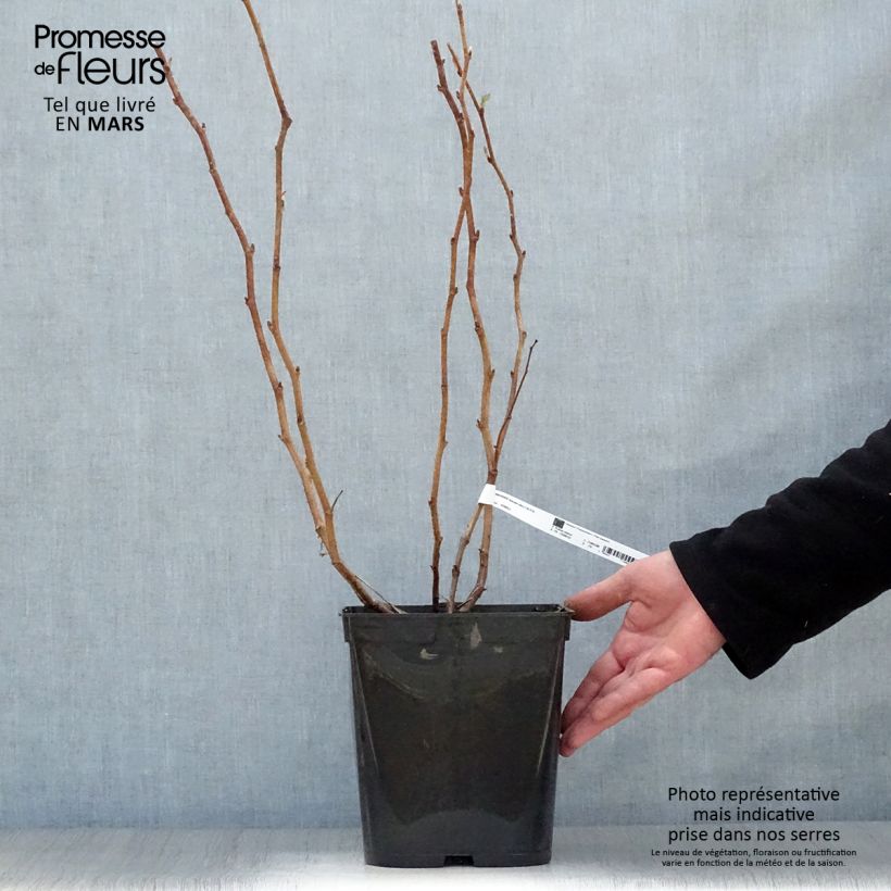 Spécimen de Framboisier remontant Blissy ou Autumn Bliss - Rubus ideaus Pot de 3L/4LHauteur livrée env. 40/60cm tel que livré au printemps