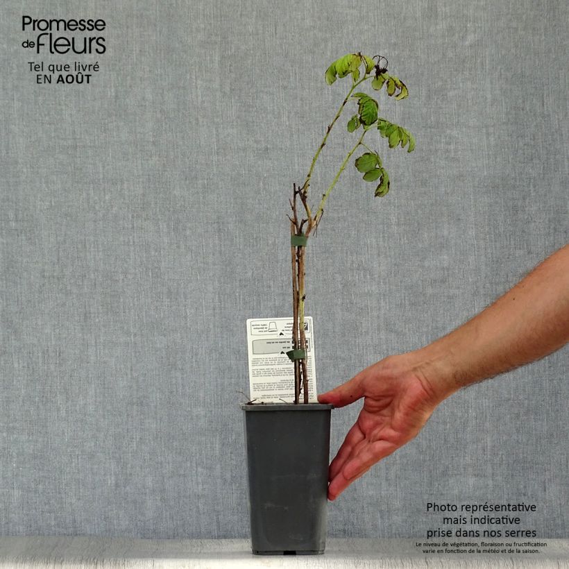 Spécimen de Framboisier Bohème (remontant) Bio Pot de 1,5L/2L, Touffe tel que livré en été