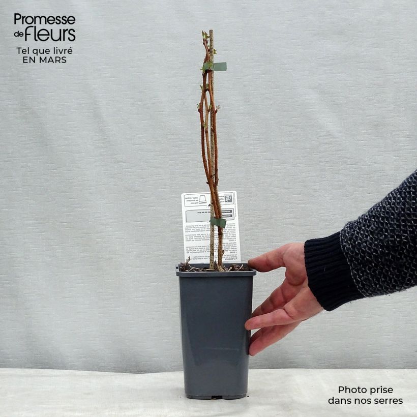 Spécimen de Framboisier Bohème (remontant) Bio Pot de 1,5L tel que livré au printemps