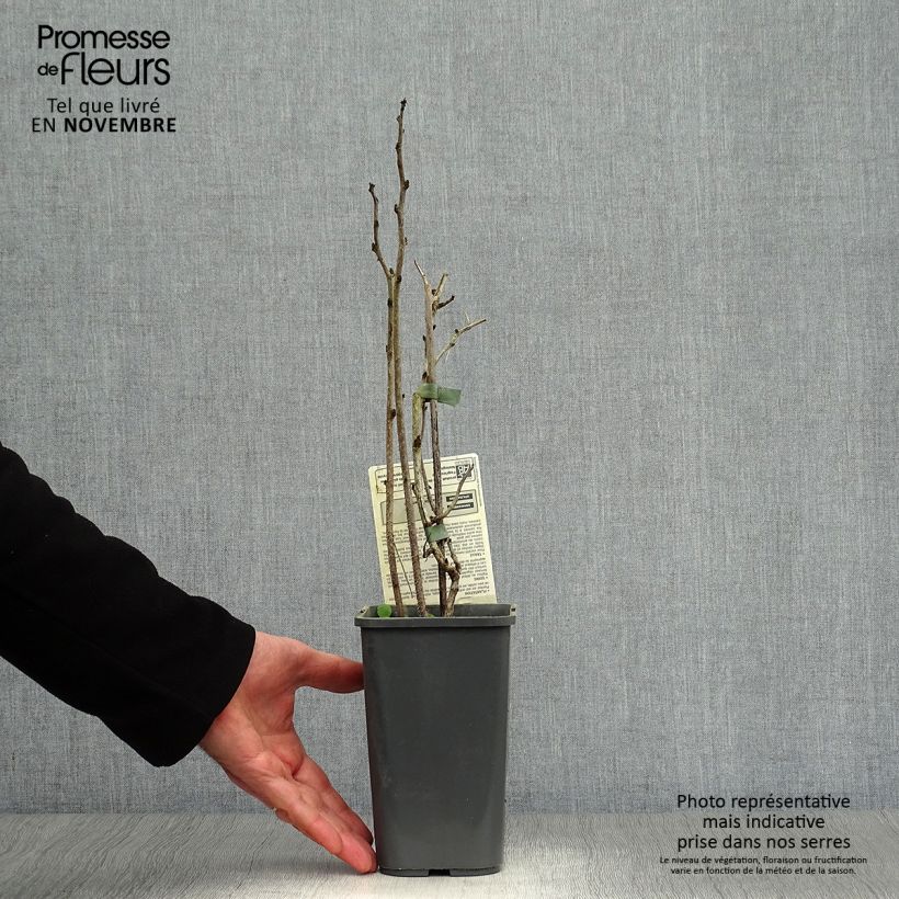 Spécimen de Framboisier Bohème (remontant) Bio Pot de 1,5L/2L, Touffe tel que livré en automne