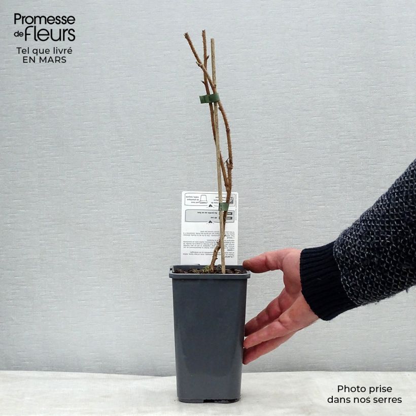 Spécimen de Framboisier Délice de Framboise (non remontant) Bio Pot de 1,5L tel que livré au printemps