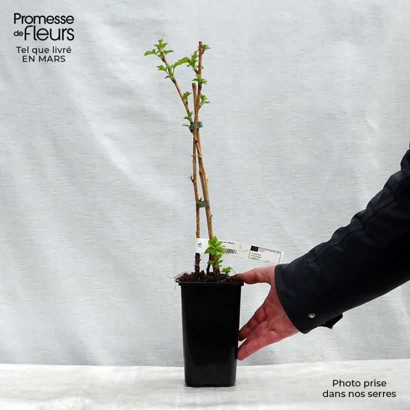 Spécimen de Framboisier Fall Gold (remontant) Pot de 1,5L/2LHauteur livrée env. 30/40cm tel que livré au printemps