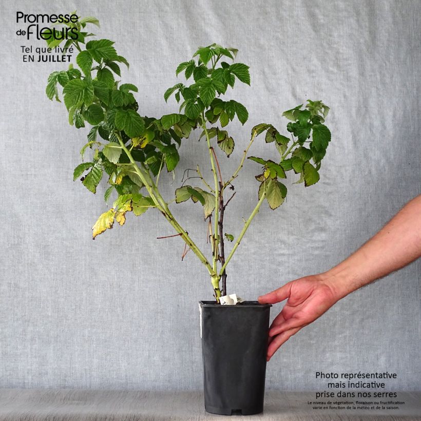 Spécimen de Framboisier Fall Gold (remontant) Pot de 1,5L/2L tel que livré en été