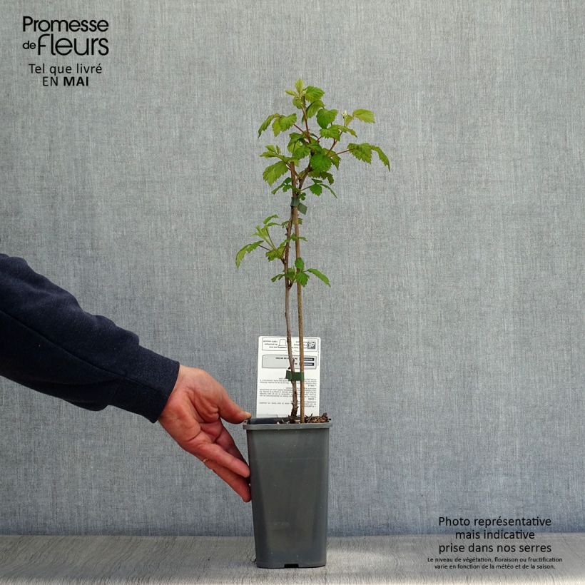 Spécimen de Framboisier Glen Ample (non remontant) Bio Pot de 1L/1,5L tel que livré au printemps