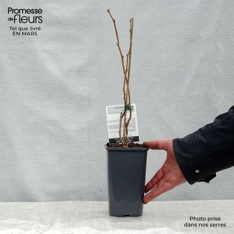 Spécimen de Framboisier Glen Ample sans épines (non remontant)  Pot de 1,5L tel que livré au printemps