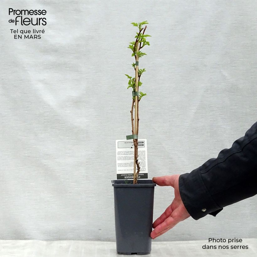 Spécimen de Framboisier Golden Everest (remontant) Pot de 1,5L tel que livré au printemps