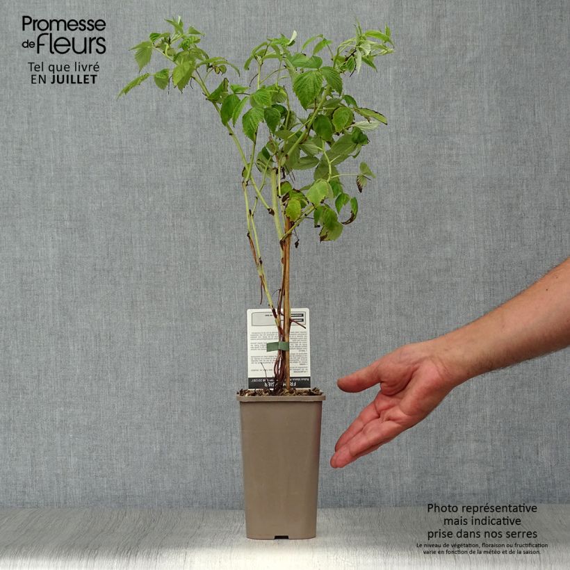 Spécimen de Framboisier Golden Everest (remontant) Bio Pot de 1,5L/2L, Touffe tel que livré en été