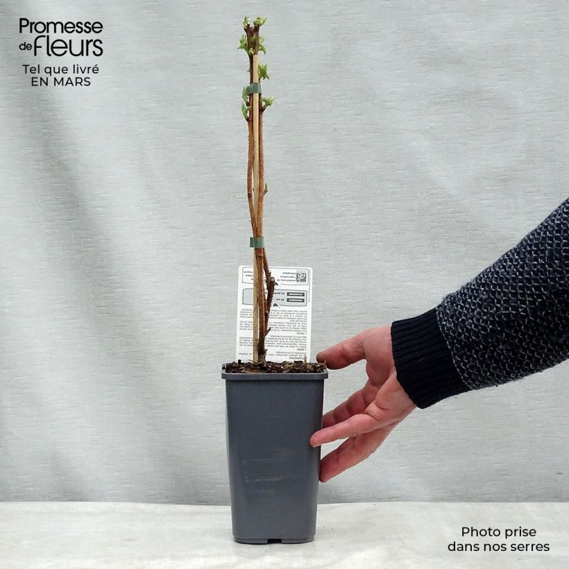 Spécimen de Framboisier Golden Everest (remontant) Bio Pot de 1,5L/2L tel que livré au printemps