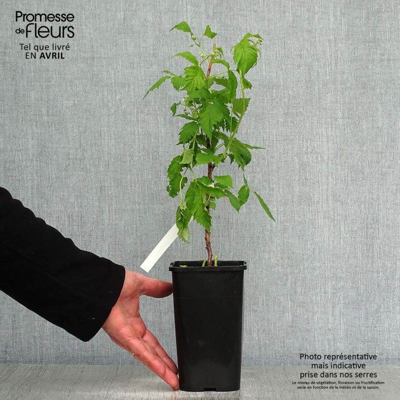 Spécimen de Framboisier nain Lowberry Goodasgold - Rubus idaeus Pot de 1,5L/2L, TouffeHauteur livrée env. 20/30cm tel que livré au printemps