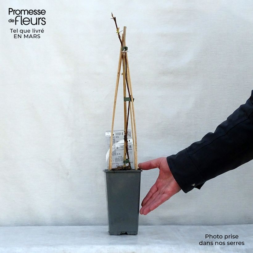 Spécimen de Framboisier Groovy - Rubus idaeus en pot de 2/3L tel que livré au printemps