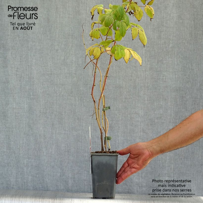 Spécimen de Framboisier Heritage (remontant) Bio Pot de 1,5L/2L, Touffe tel que livré en été