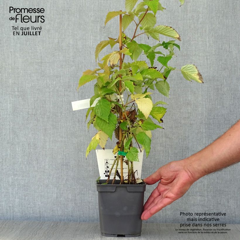 Spécimen de Framboisier Magnific Delbard - Georges Delbard Pot de 2L/3L, Touffe tel que livré en été