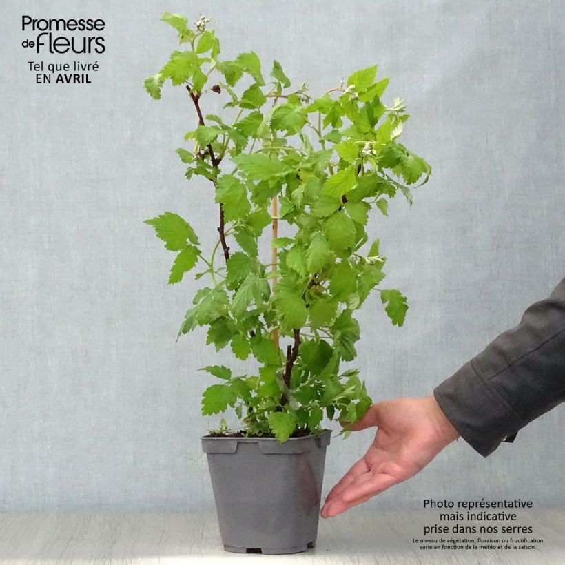 Spécimen de Framboisier Magnific Delbard - Georges Delbard Pot de 2L/3L tel que livré au printemps
