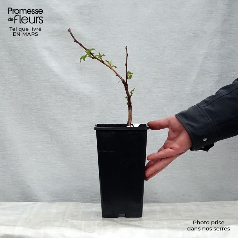 Spécimen de Framboisier Malling Promise (non remontant) Pot de 2L/3LHauteur livrée env. 30/40cm tel que livré au printemps