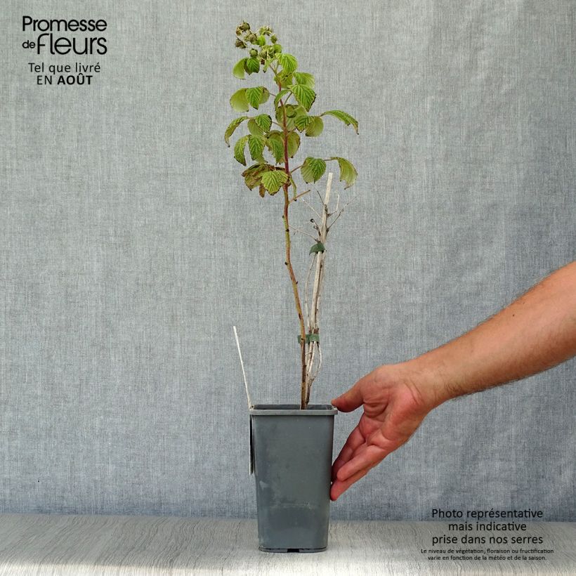 Spécimen de Framboisier Marastar Bio Pot de 1,5L/2L, Touffe tel que livré en été