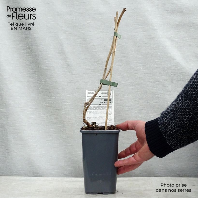 Spécimen de Framboisier Marastar Bio Pot de 1,5L/2L tel que livré au printemps