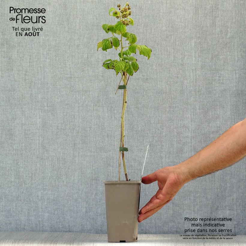 Spécimen de Framboisier Marastar (remontant) Pot de 1,5L/2L, Touffe tel que livré en été