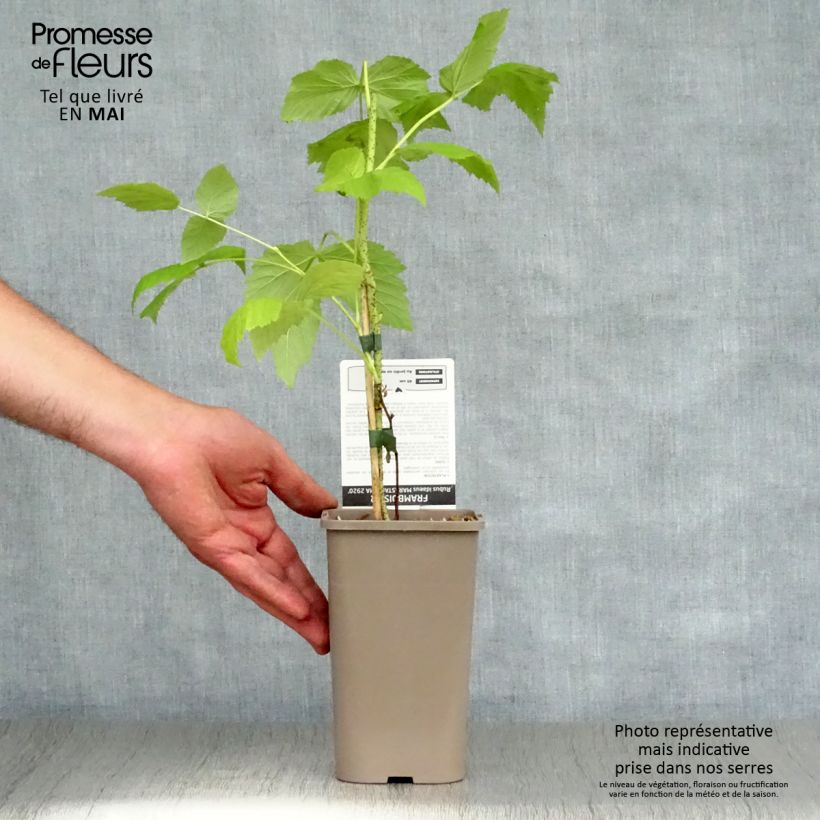 Spécimen de Framboisier Marastar (remontant) Pot de 1,5L/2L, TouffeHauteur livrée env. 30/40cm tel que livré au printemps