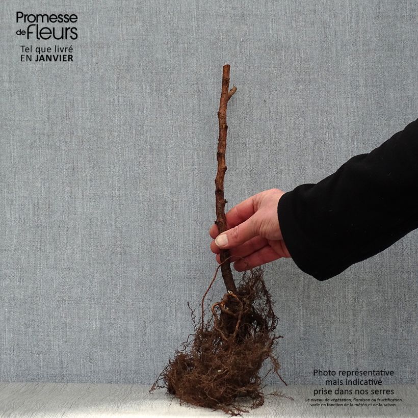 Spécimen de Framboisier Marastar (remontant) Petites Racines nuesHauteur livrée env. 20/30cm tel que livré en hiver