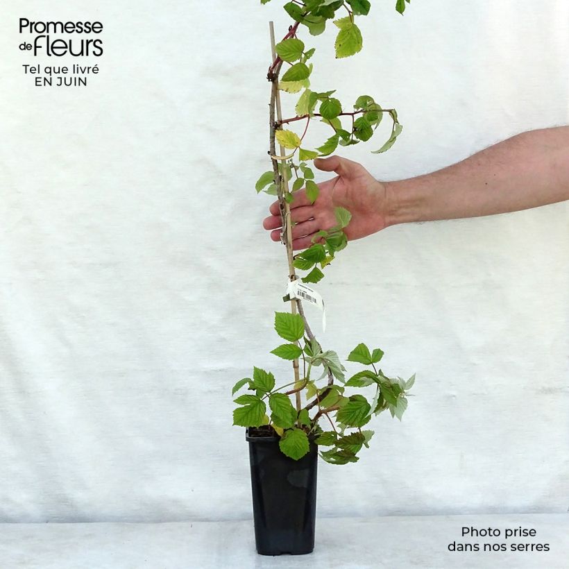 Spécimen de Framboisier Meeker Pot de 2L/3L tel que livré en été