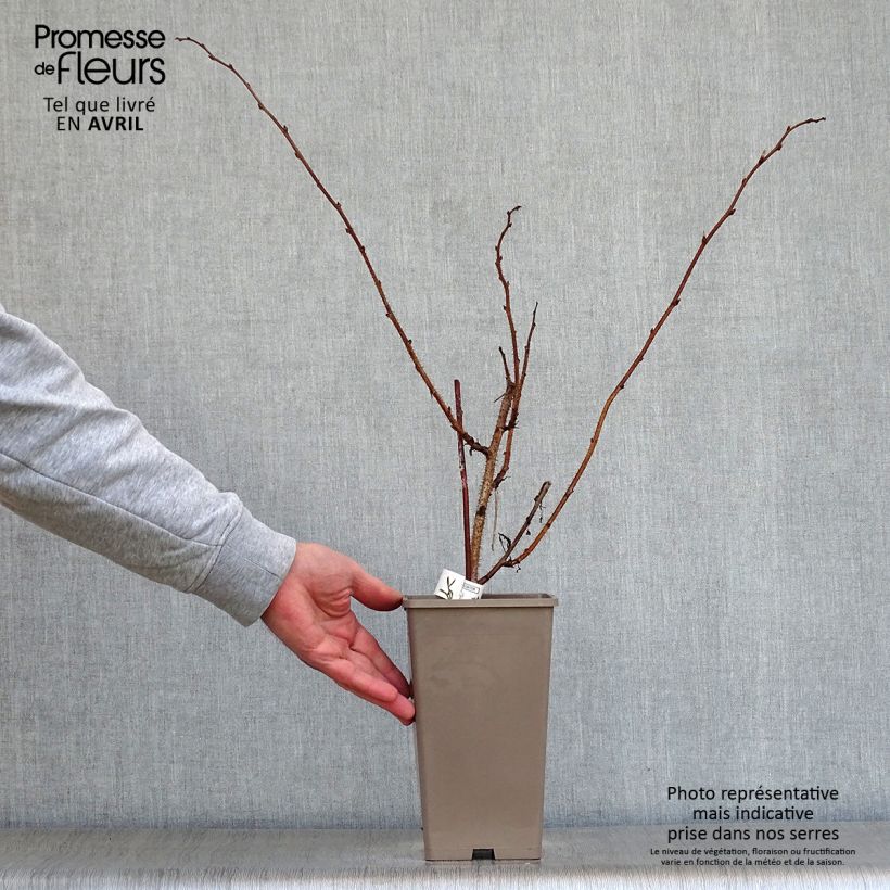 Spécimen de Framboisier Meeker pot de 2L/3L tel que livré au printemps
