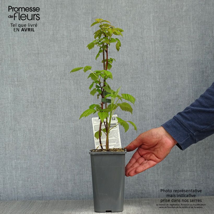 Spécimen de Framboisier Paris (remontant) Bio Pot de 1,5L tel que livré au printemps