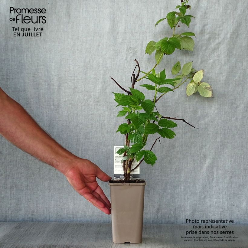 Spécimen de Framboisier Paris (remontant) Pot de 1L/1,5L, Touffe tel que livré en été