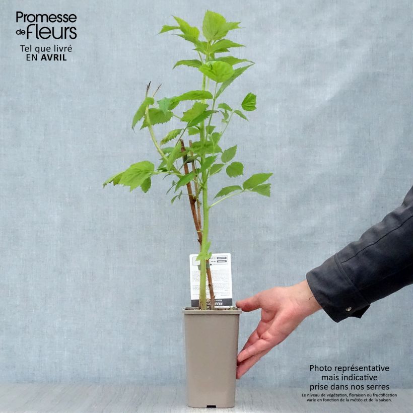 Spécimen de Framboisier Paris (remontant) - Pot de 1,5L tel que livré au printemps