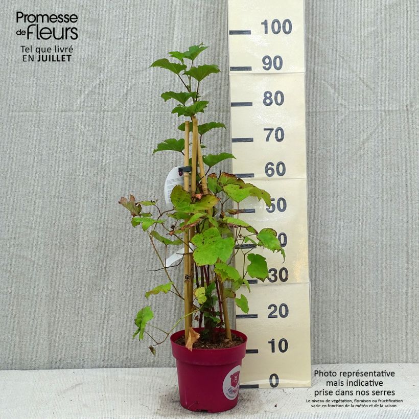 Spécimen de Framboisier Raspbeary (remontant) - Rubus idaeus Pot de 4L/5L, Touffe tel que livré en été