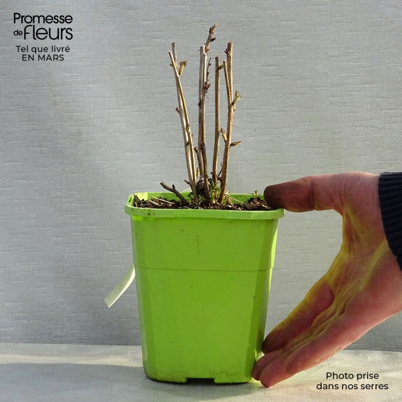 Spécimen de Framboisier Rustica - Rubus idaeus Pot de 1L/1,5L tel que livré au printemps