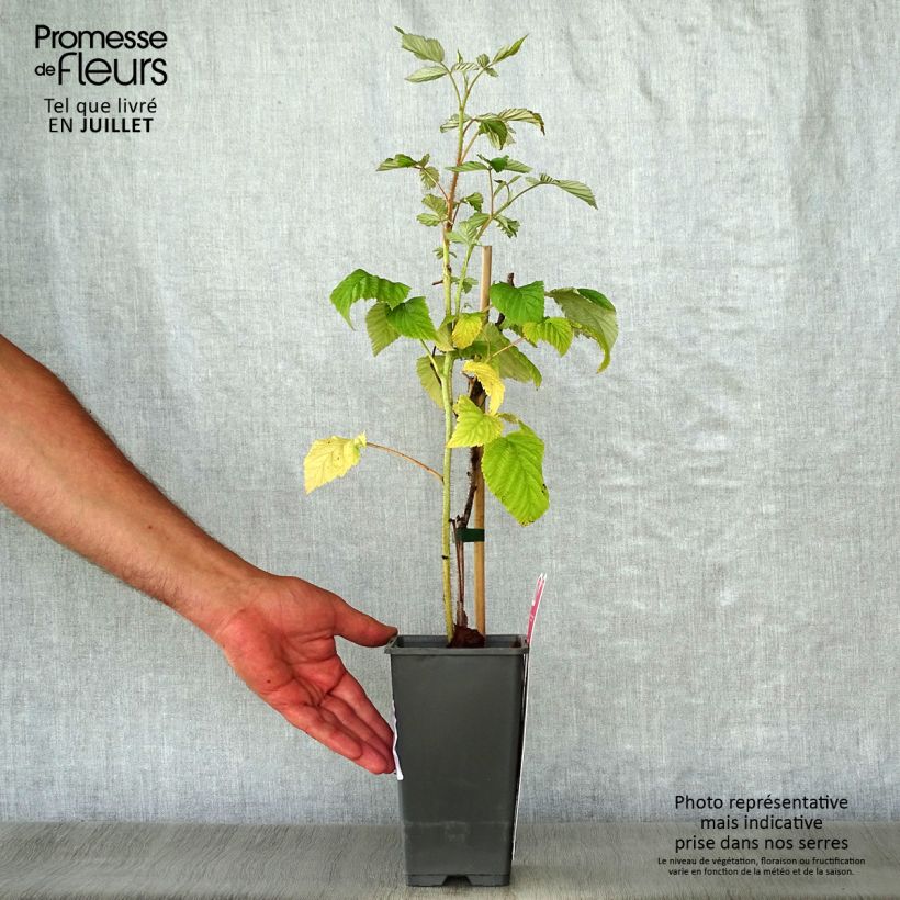 Spécimen de Framboisier Schönemann - Rubus idaeus Pot de 1,5L/2L, Buisson tel que livré en été