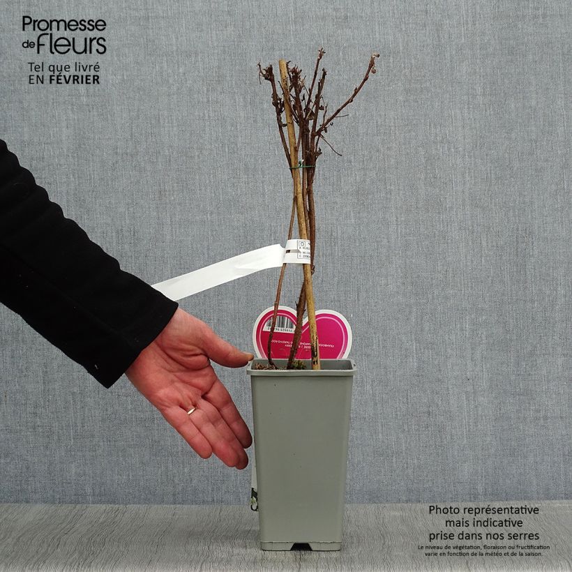 Spécimen de Framboisier Schönemann - Rubus idaeus tel que livré en hiver