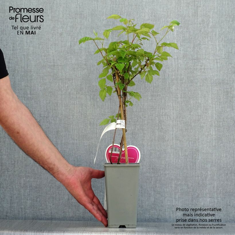 Spécimen de Framboisier Schönemann - Rubus idaeus Pot de 1.5L/2L tel que livré au printemps