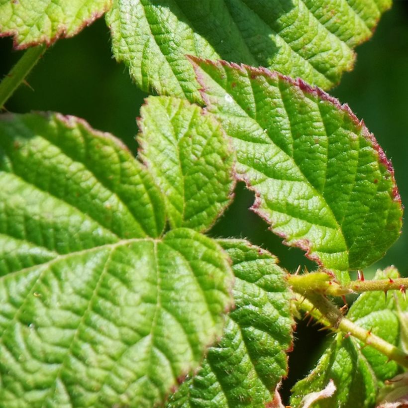 Framboisier Schönemann - Rubus idaeus (Feuillage)