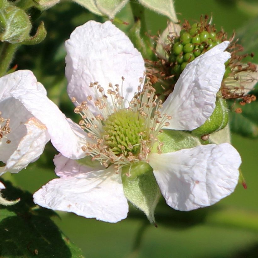 Framboisier Schönemann - Rubus idaeus (Floraison)