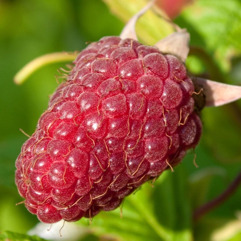 Framboisier Schönemann - Rubus idaeus (Récolte)