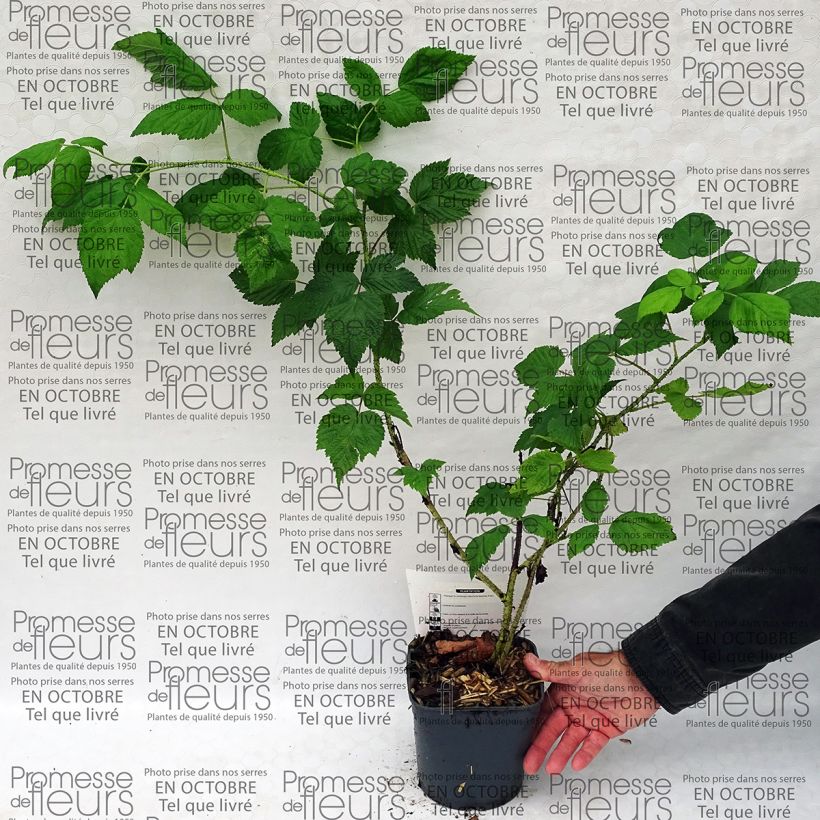 Exemple de spécimen de Framboisier Sumo 2 (remontant) à gros fruits Pot de 2L/3L, TouffeHauteur livrée env. 40/50cm tel que livré