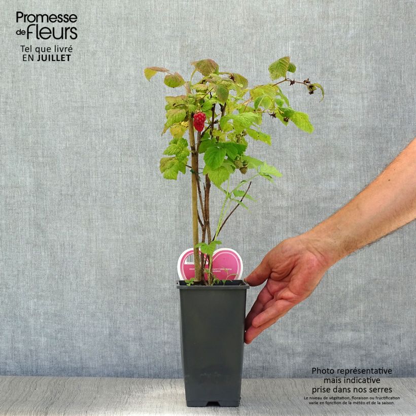 Spécimen de Framboisier Tulameen - Rubus idaeus Pot de 2L/3L, Buisson tel que livré en été