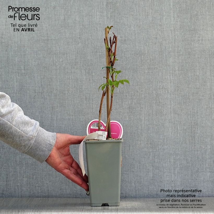 Spécimen de Framboisier Tulameen - Rubus idaeus Pot de 2L/3L tel que livré au printemps
