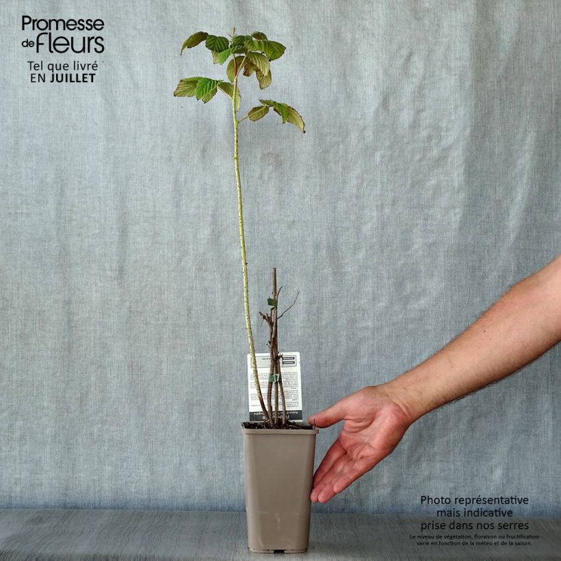 Spécimen de Framboisier Twotimer Sugana Red (remontant) Pot de 1,5L/2L, Touffe tel que livré en été