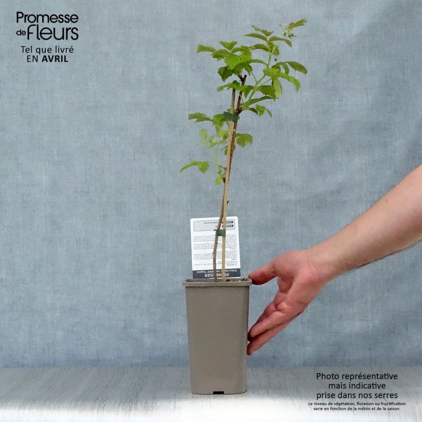 Spécimen de Framboisier Twotimer Sugana Red (remontant) Pot de 1.5L/2L. tel que livré au printemps