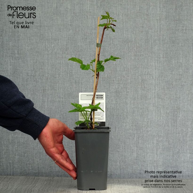 Spécimen de Framboisier Versailles (remontant) - Pot de 1,5L tel que livré au printemps