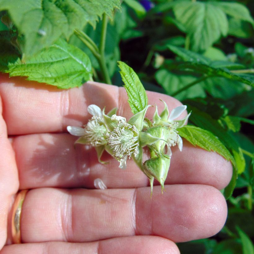 Framboisier non remontant 'Willamette' - Rubus ideaus 'Wilamette